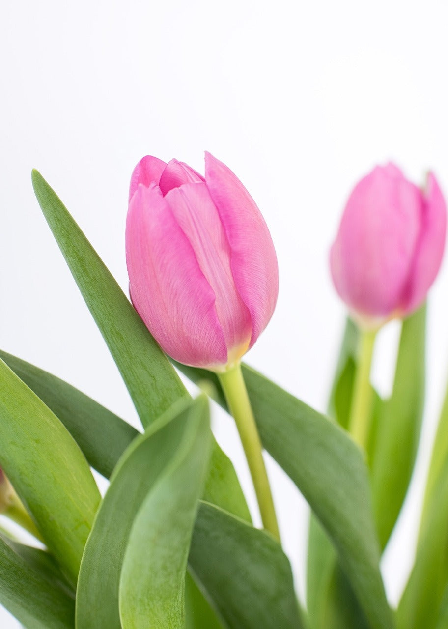 10 tulipanes fucsia en jarrón