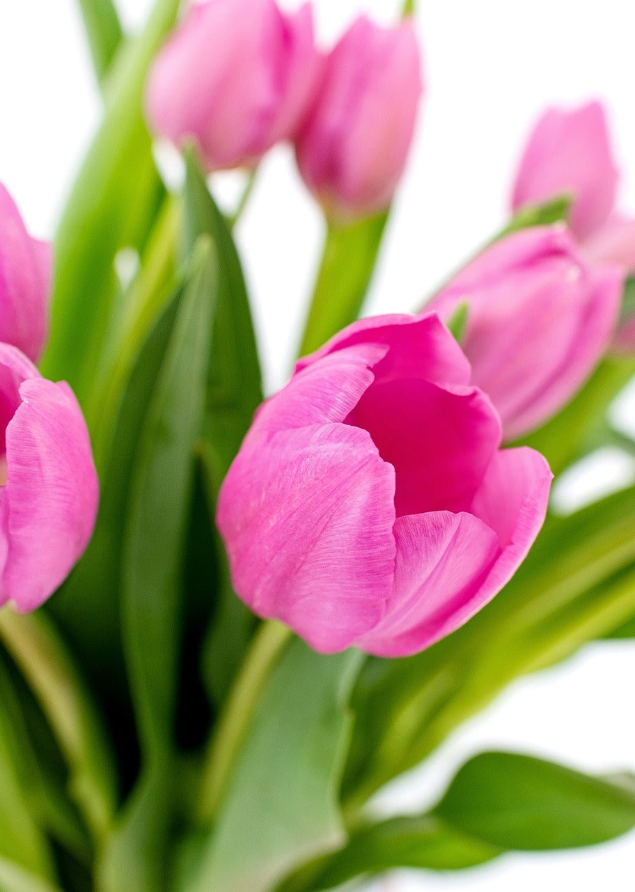 15 tulipanes fucsia en jarrón