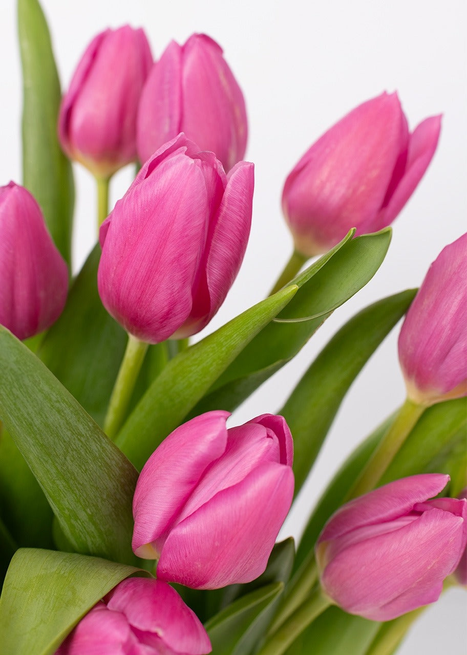 20 tulipanes fucsia en jarrón