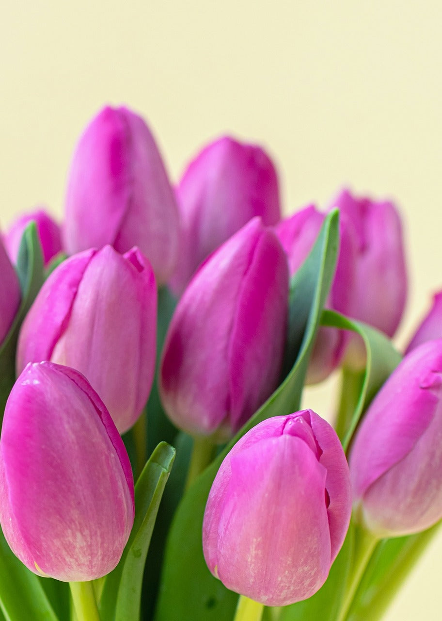 20 tulipanes fucsia en jarrón