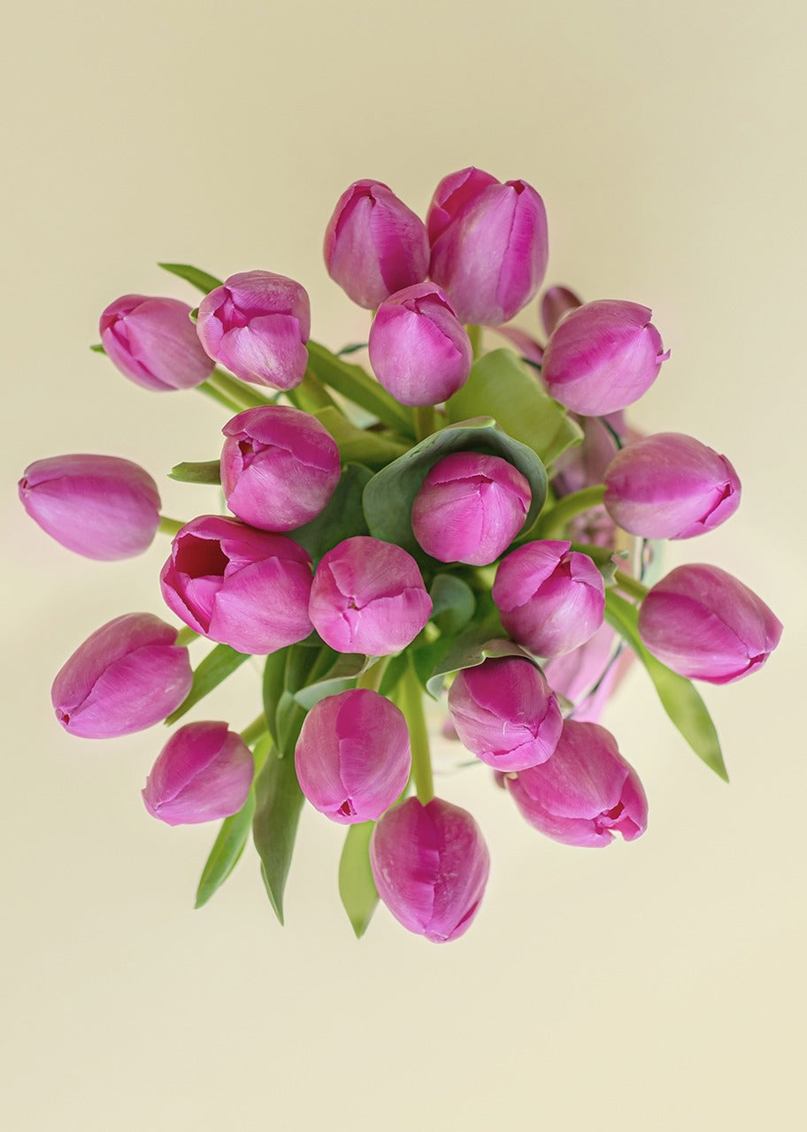 20 tulipanes fucsia en jarrón