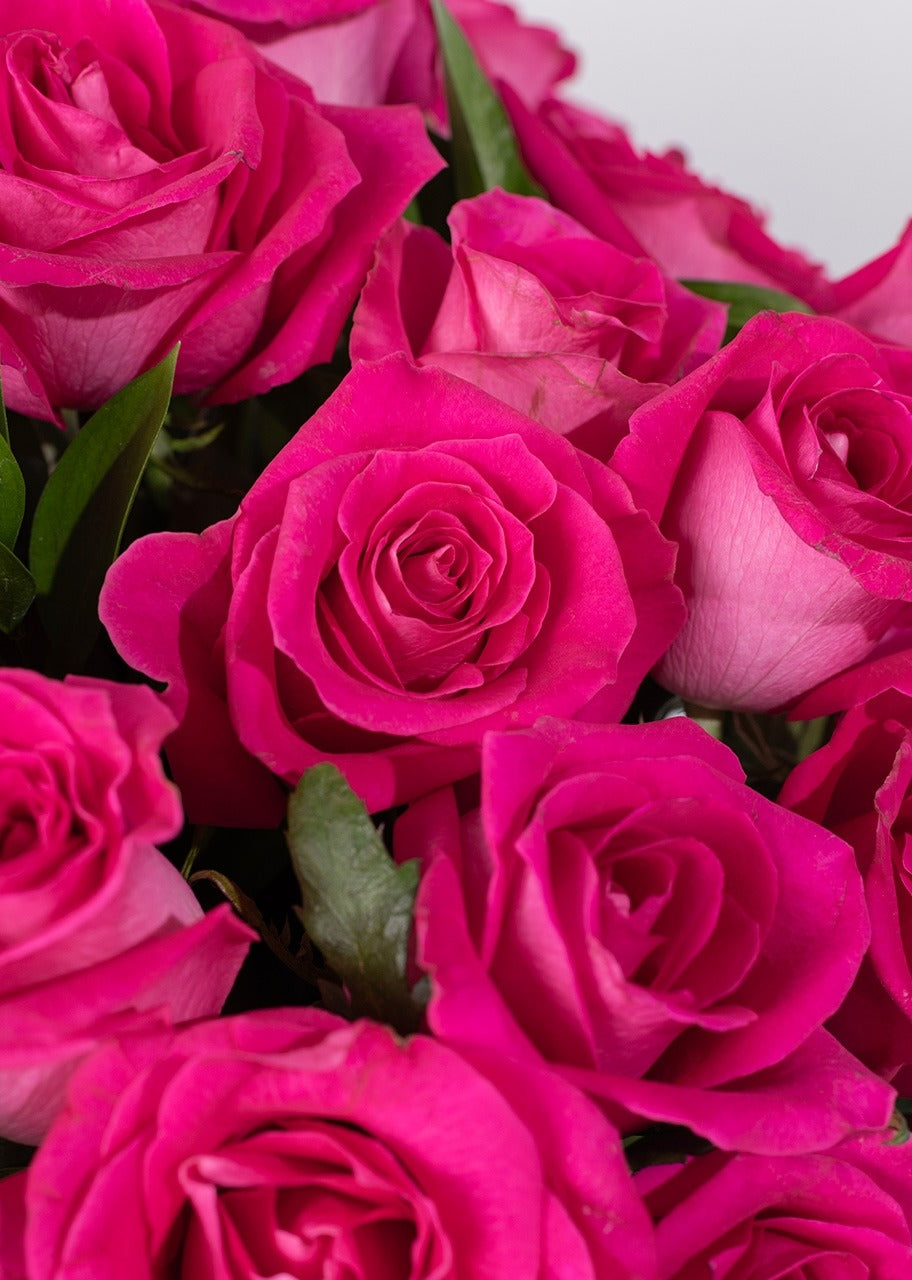 50 rosas fucsia en jarrón