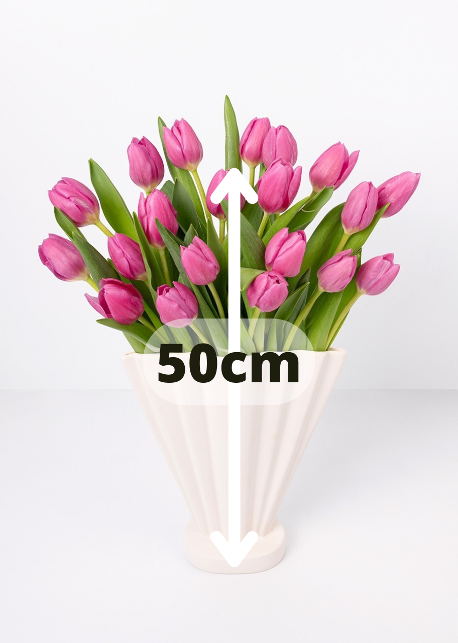 20 tulipanes fucsia en jarrón