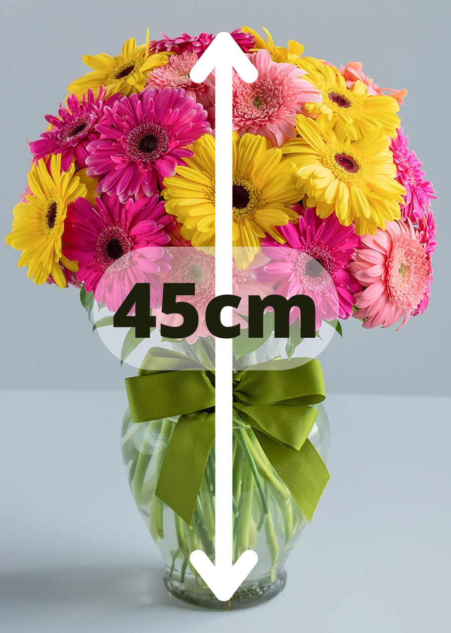30 gerberas coloridas en jarrón