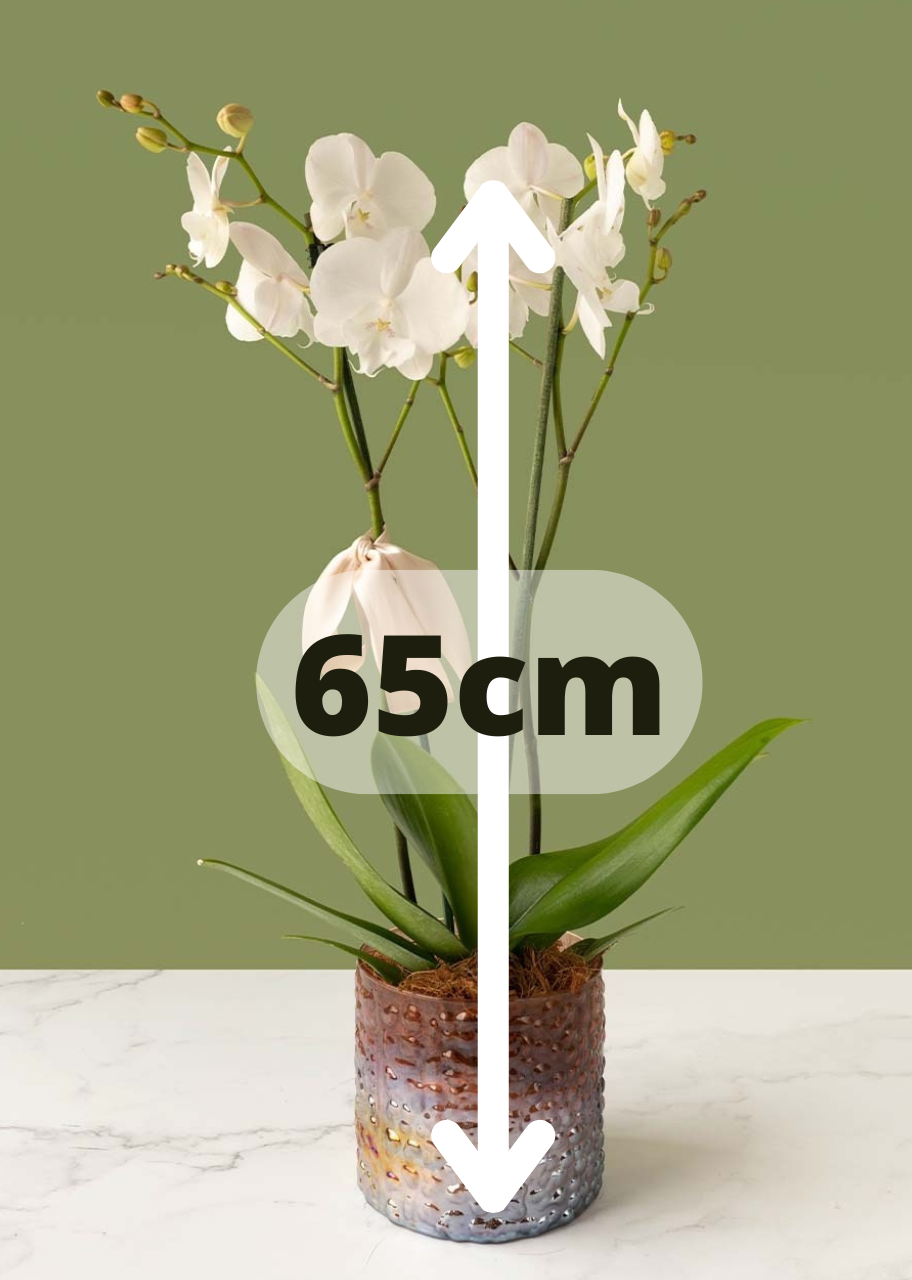 Orquídea blanca en jarrón