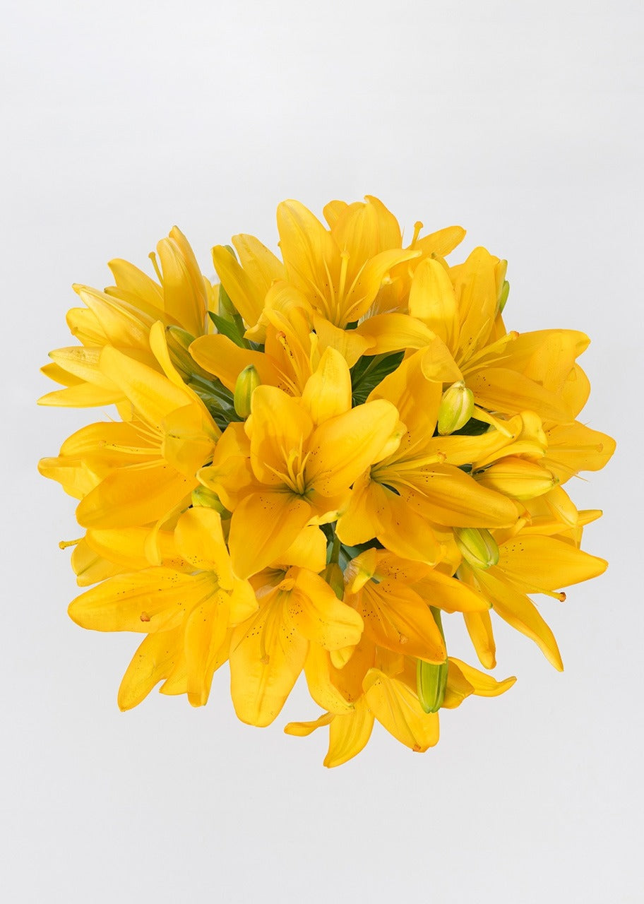 10 lilys amarillas en jarrón