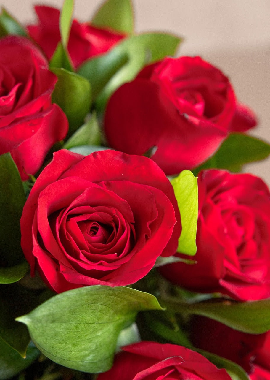 Caja con 24 rosas rojas