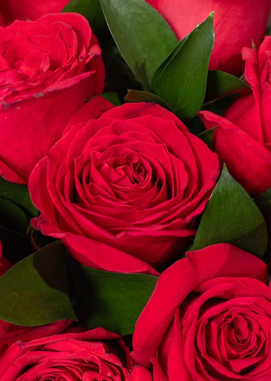 Caja con 24 rosas rojas