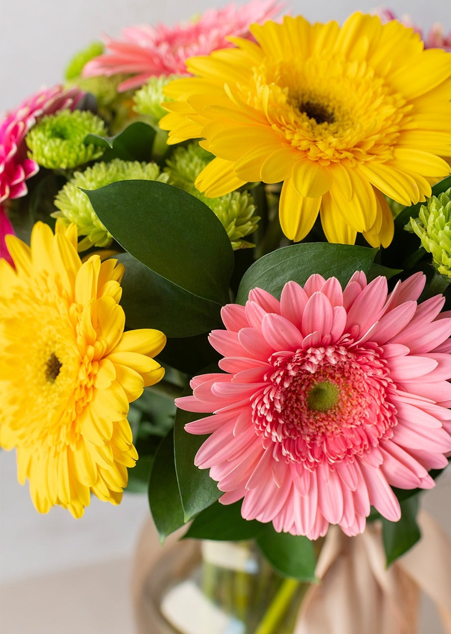 12 gerberas coloridas en jarrón
