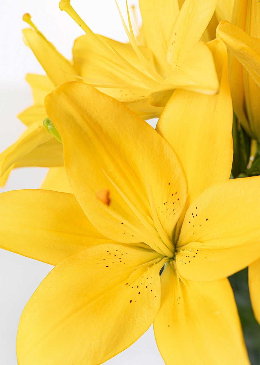 15 lilys amarillas en jarrón