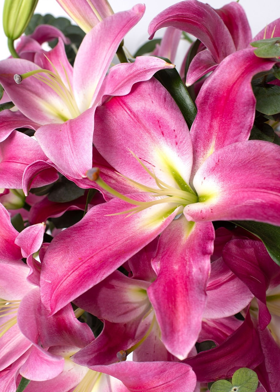 10 stargazer rosas en jarrón