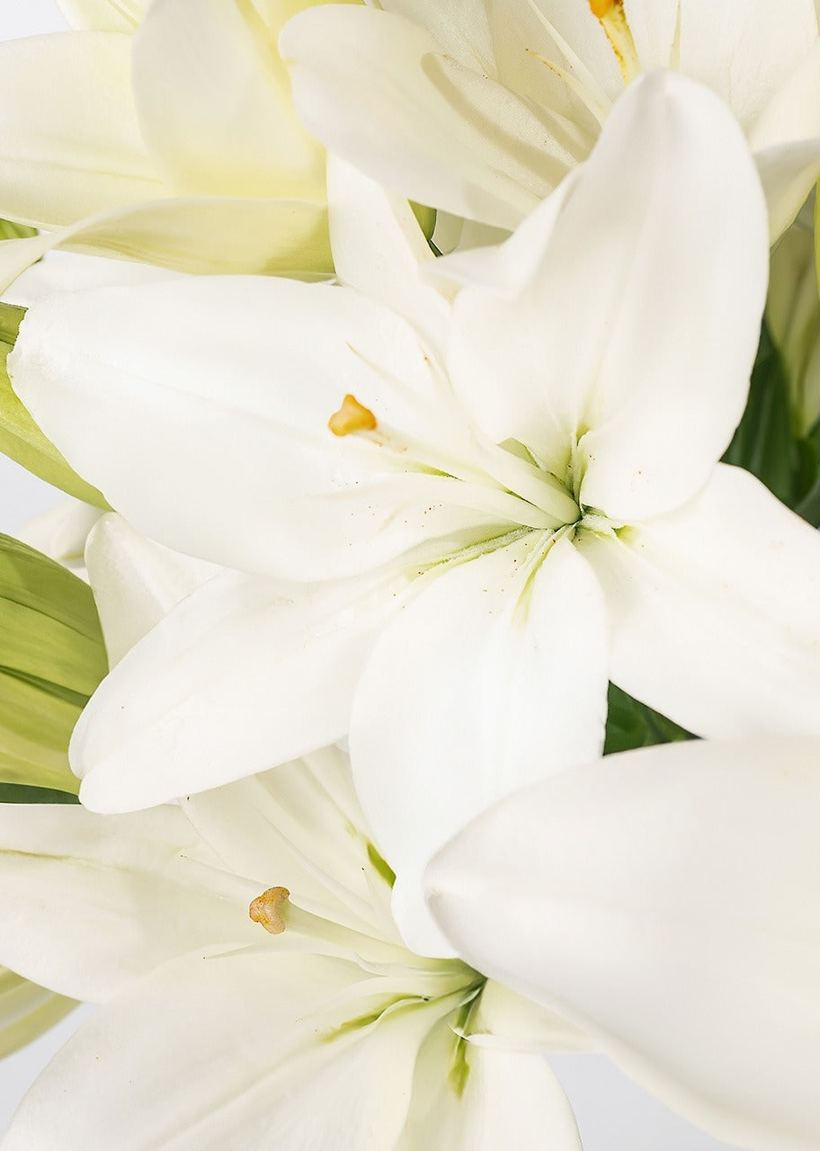 15 lilys blancas en jarrón