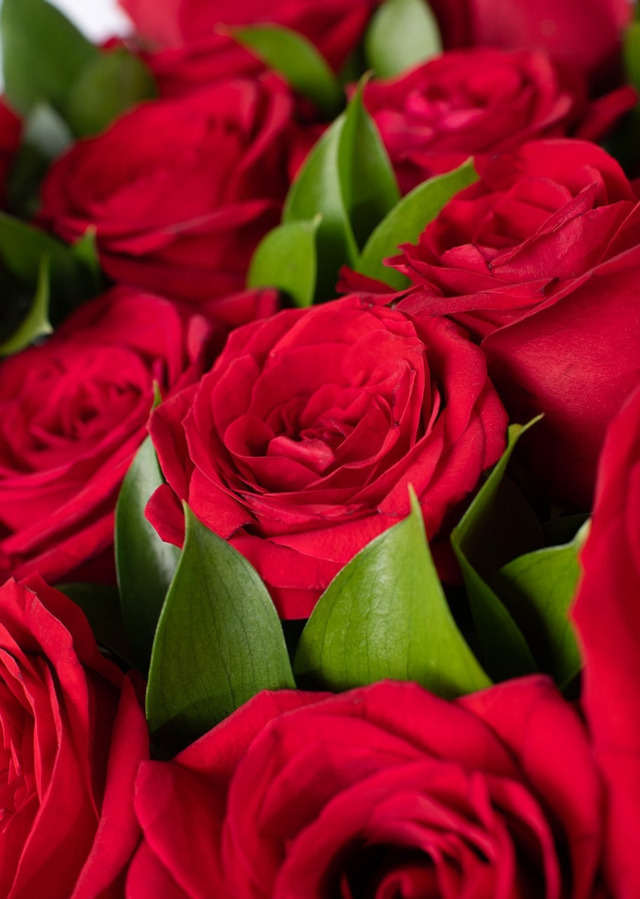 50 rosas rojas en jarrón