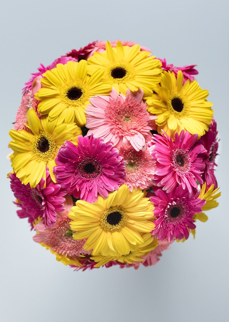 30 gerberas coloridas en jarrón