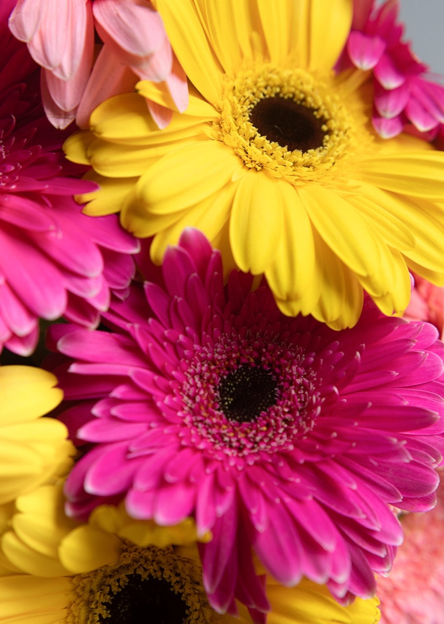 30 gerberas coloridas en jarrón