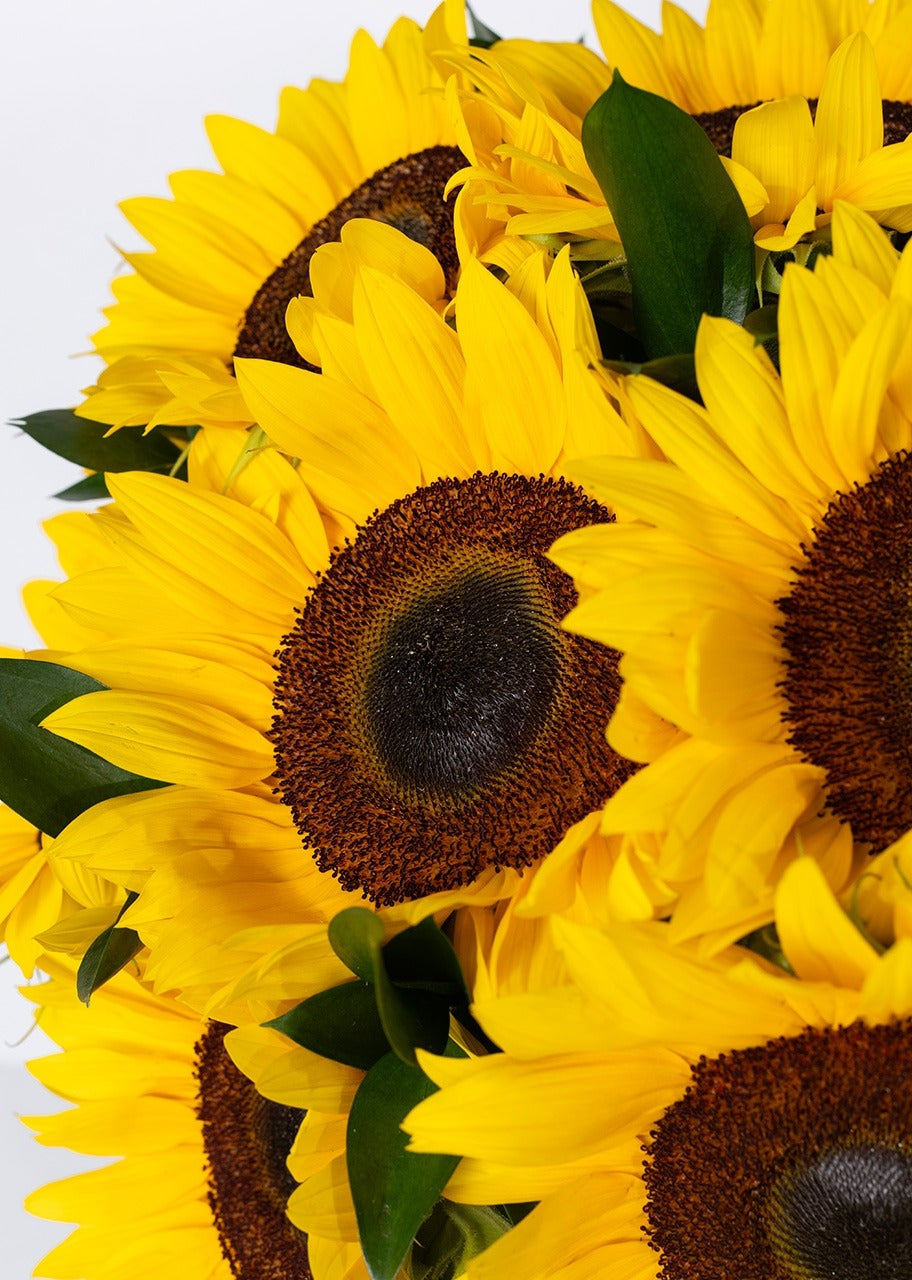 15 girasoles en jarrón
