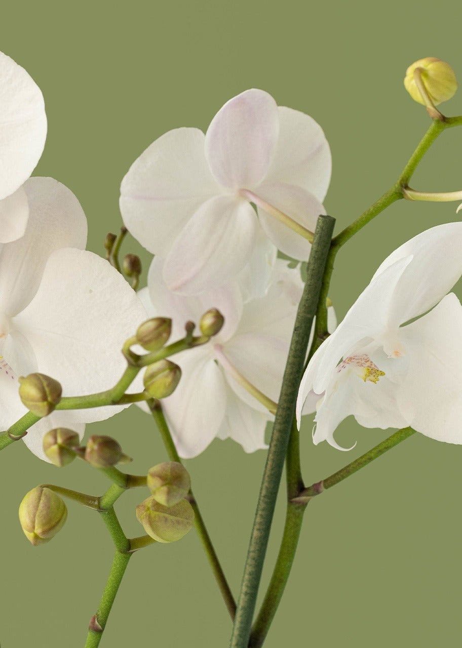 Orquídea blanca en jarrón