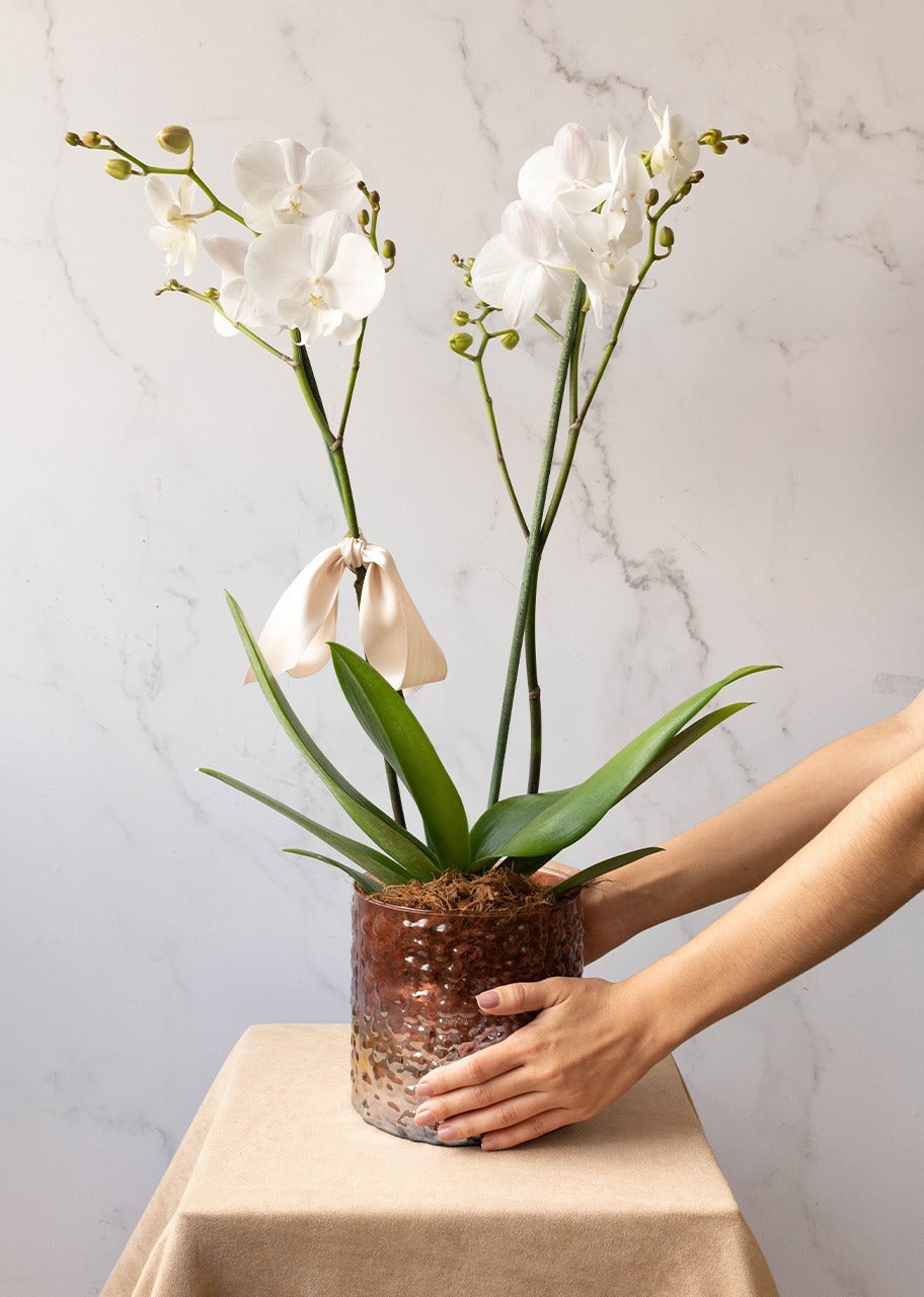 Orquídea blanca en jarrón