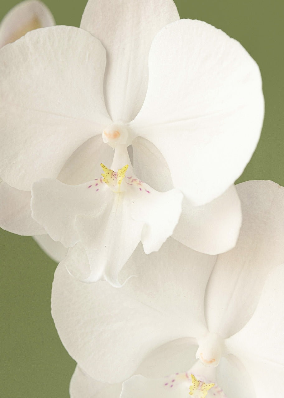 Orquídea blanca en jarrón