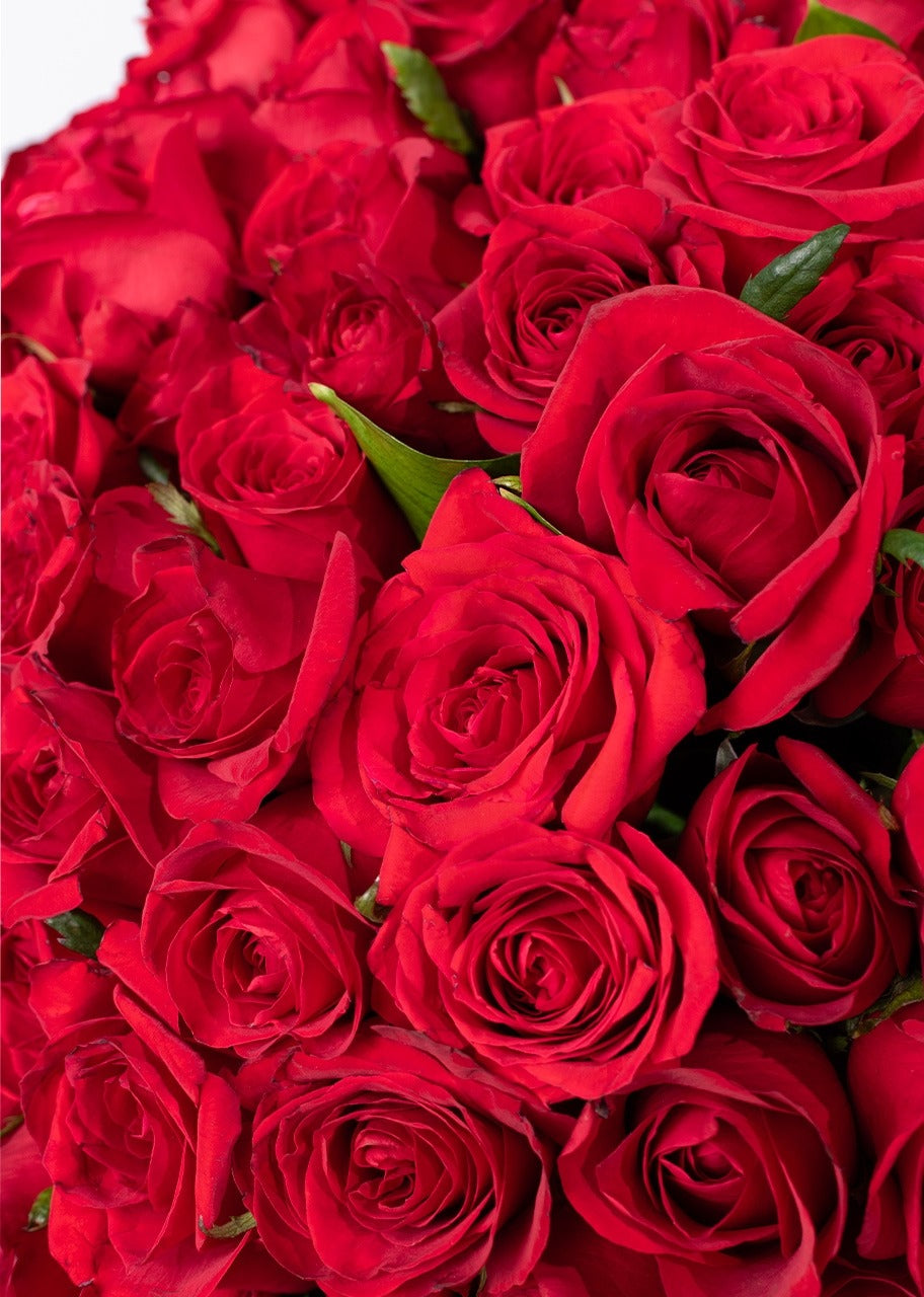Ramo de 100 rosas rojas