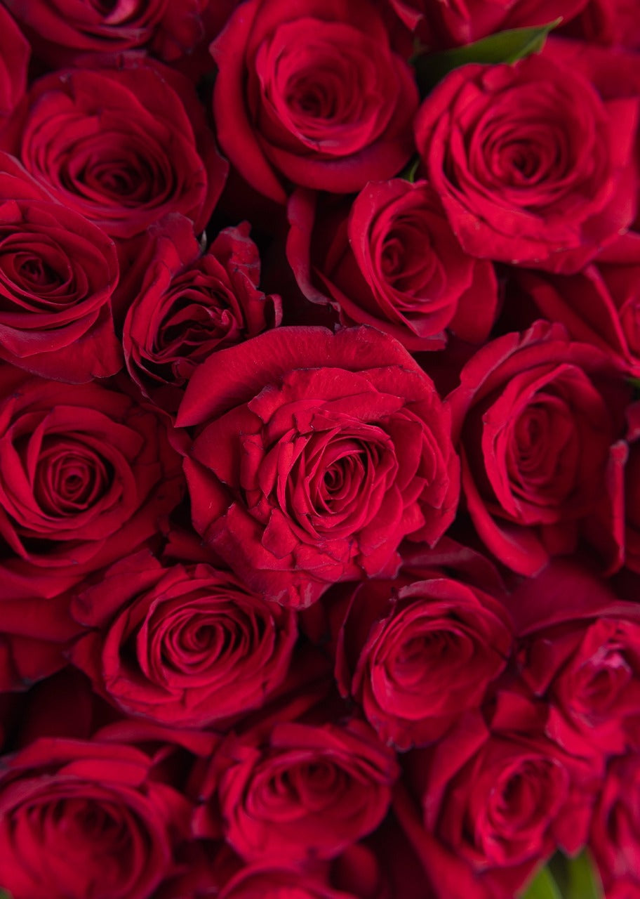 Ramo de 150 rosas rojas