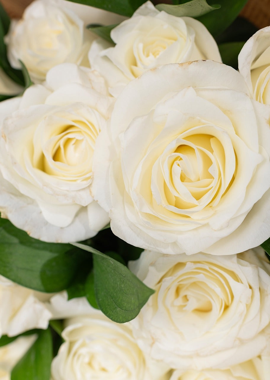 Ramo de 24 rosas blancas