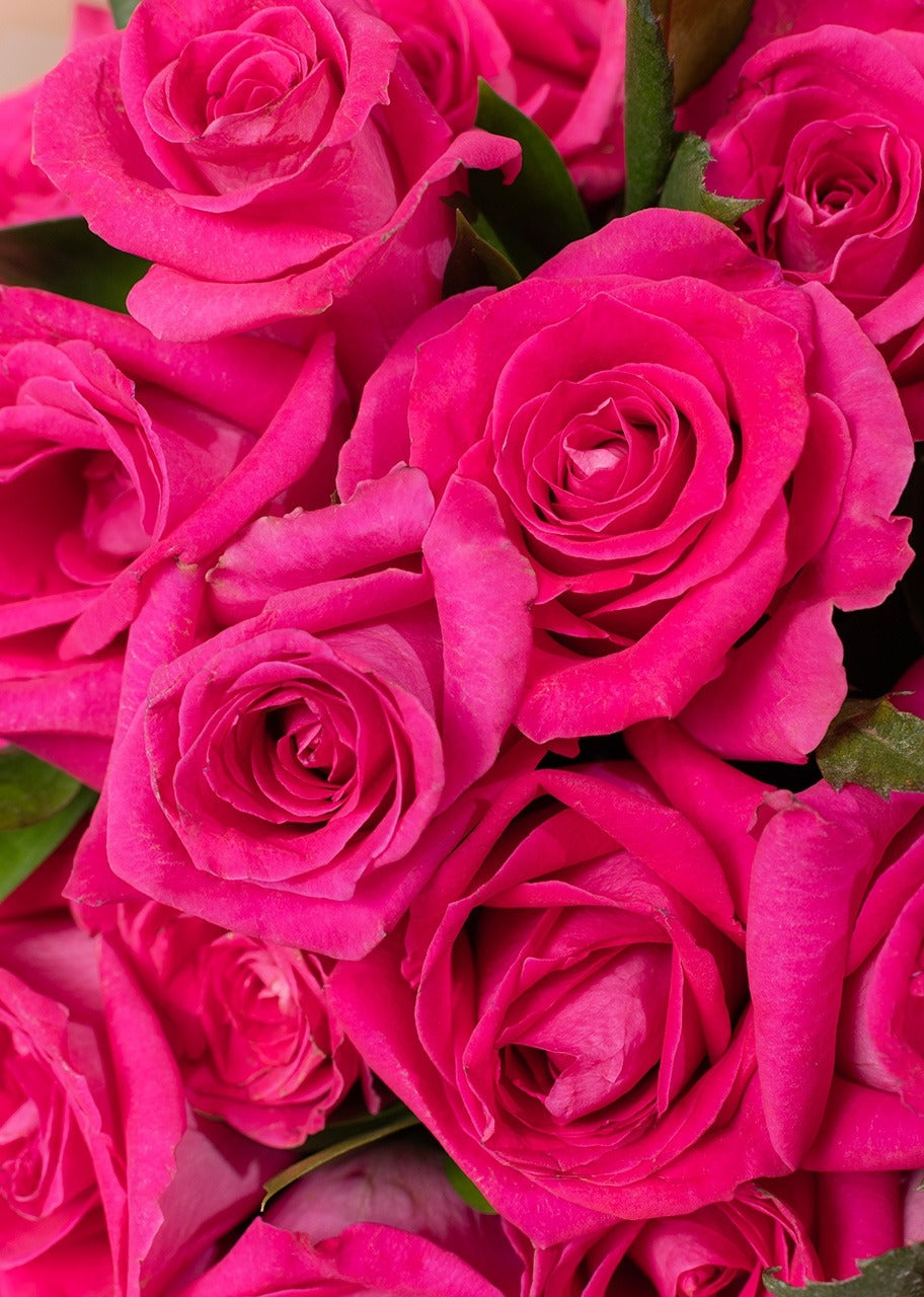 Ramo de 50 rosas fucsia