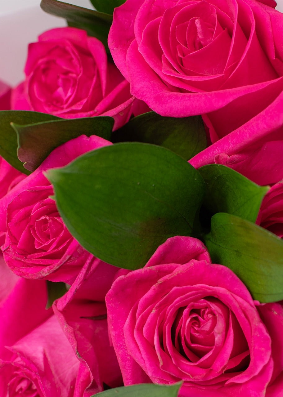 Ramo de 24 rosas fucsia