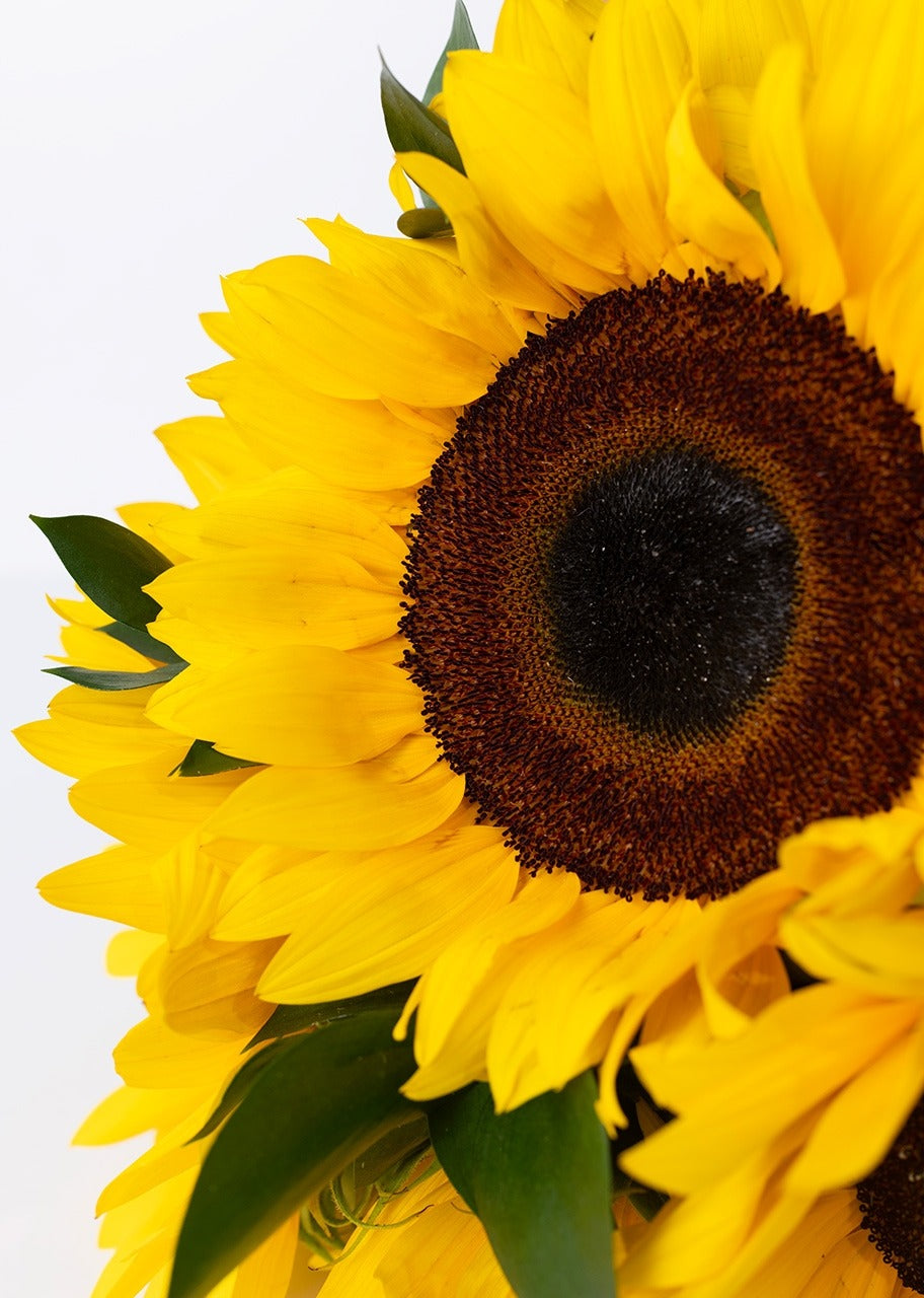 Ramo de 8 girasoles