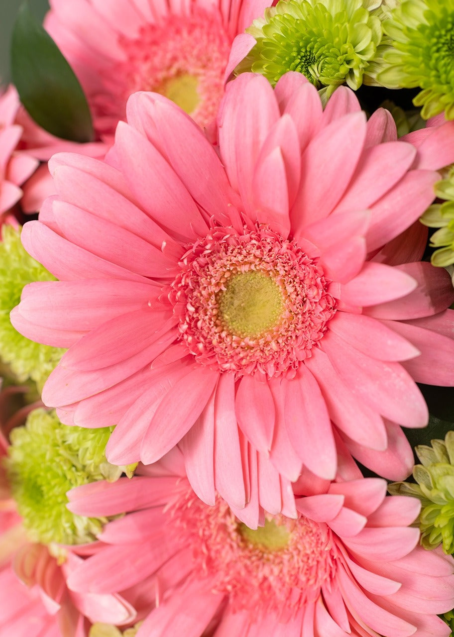 Ramo de gerberas rosas