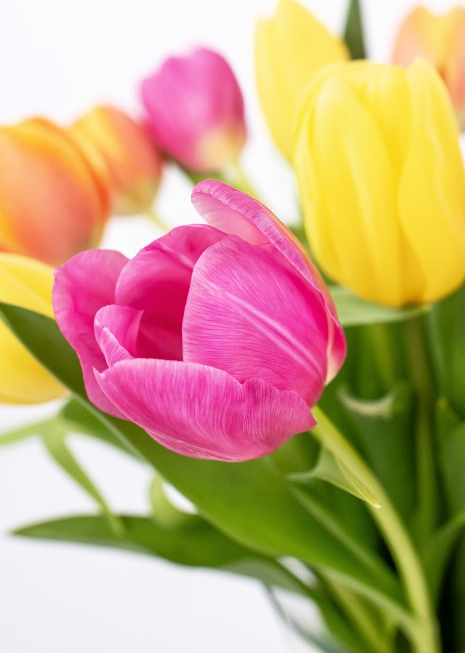 15 tulipanes coloridos en jarrón