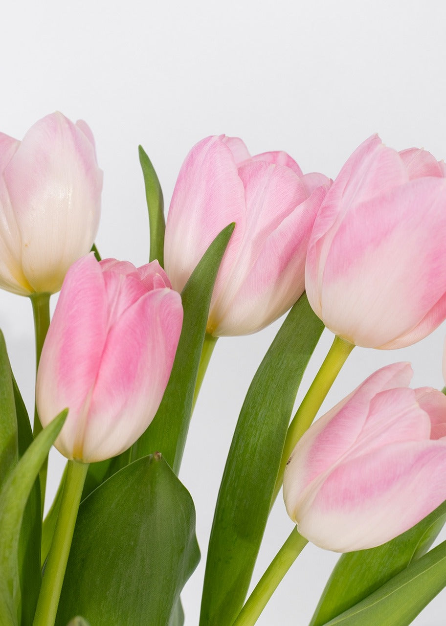 20 tulipanes rosas en jarrón