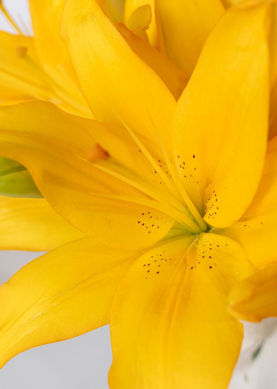 10 lilys amarillas en jarrón
