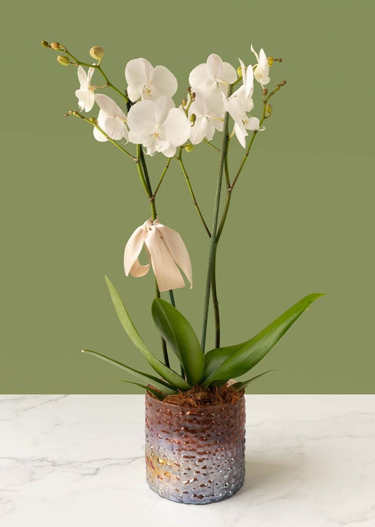 Orquídea blanca en jarrón